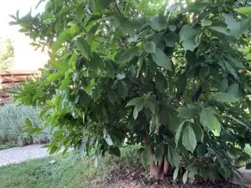 darktanqueen – webcam model profile photo Image 11