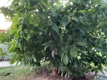 darktanqueen – webcam model profile photo Image 13